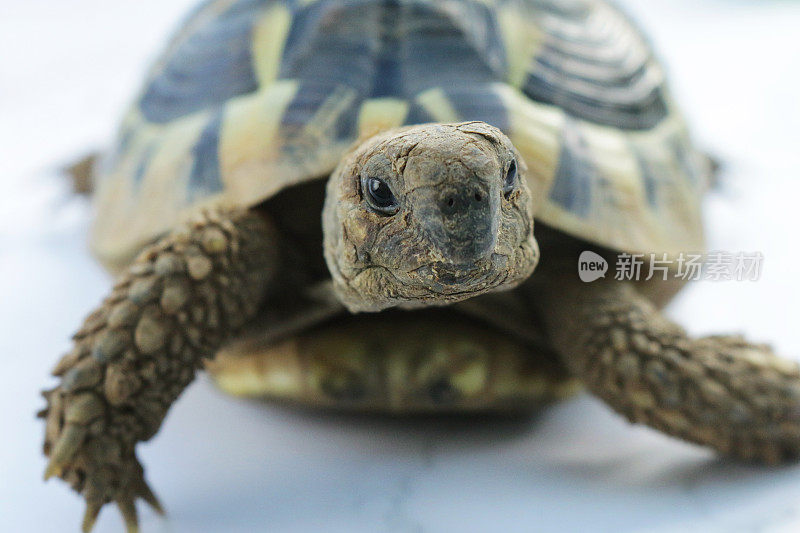 赫尔曼的乌龟(Testudo hermanni)享受阳光，爬行在白色的表面